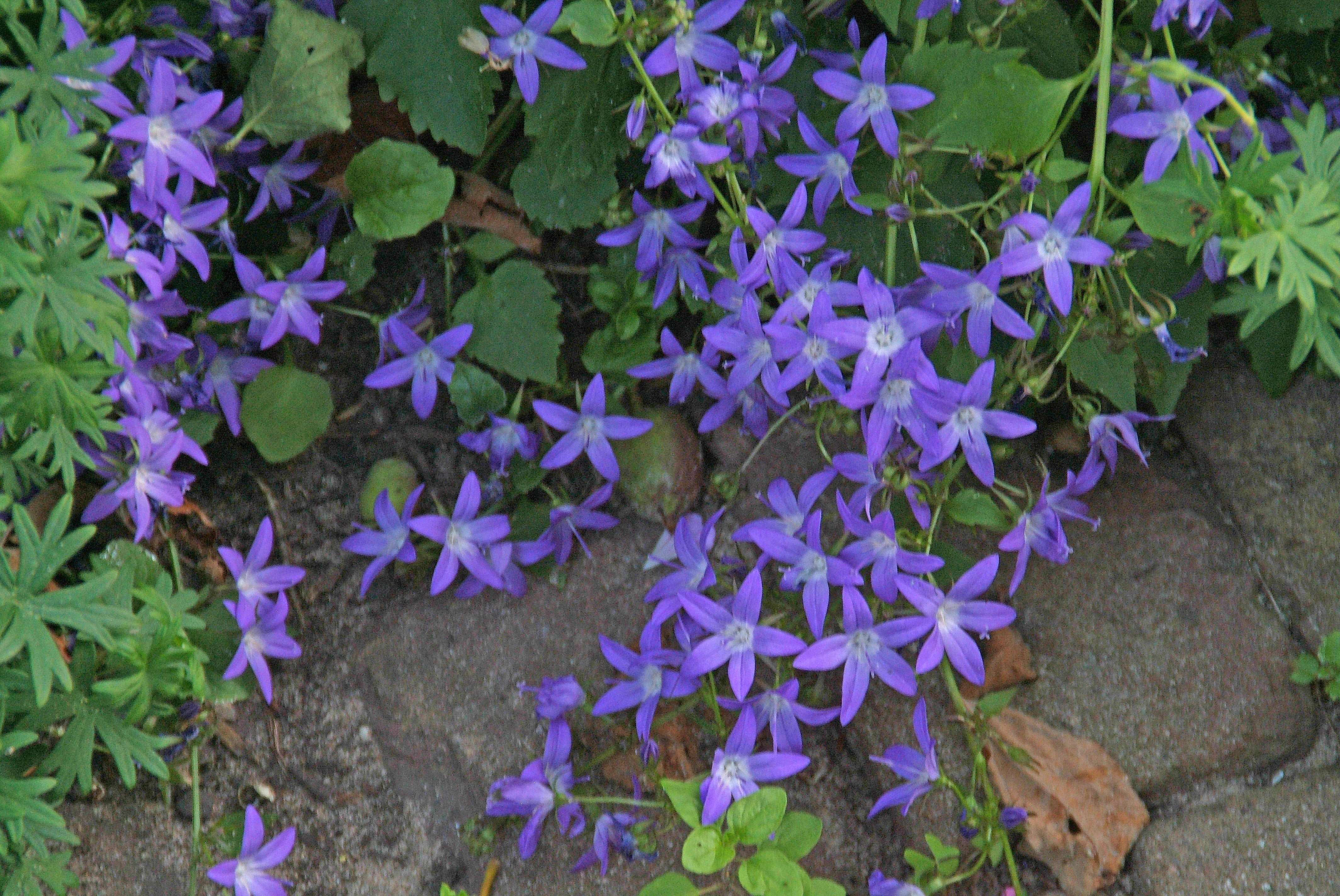 Campanula poscharskyana bestellen